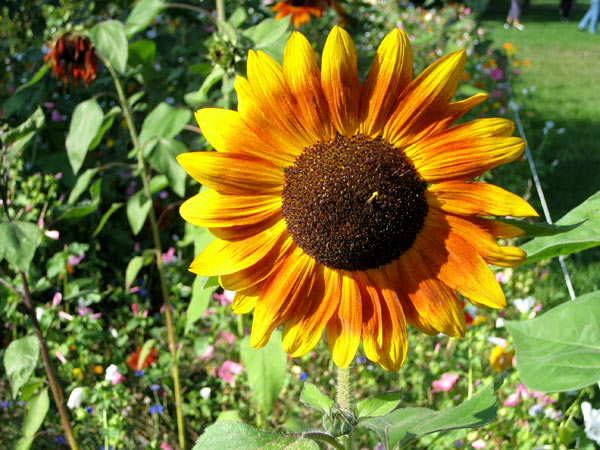 Fleur Soleil