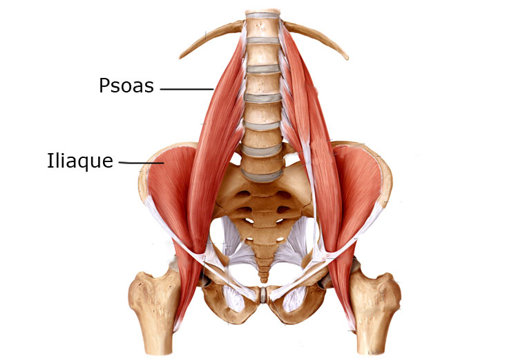 Ilio psoas